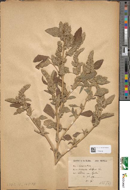 spécimen de Amaranthus retroflexus