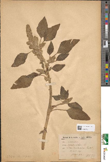 spécimen de Amaranthus retroflexus