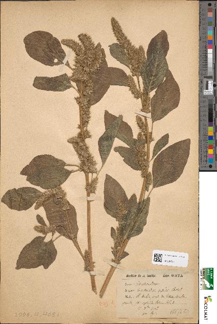 spécimen de Amaranthus patulus