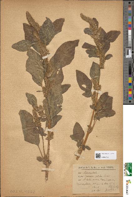 spécimen de Amaranthus patulus