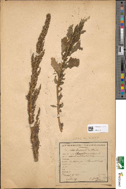 spécimen de Chenopodium intermedium