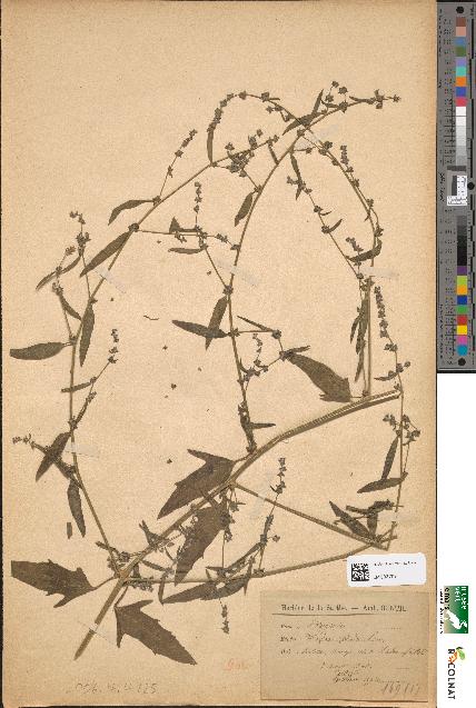 spécimen de Atriplex patula