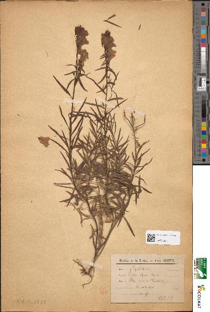 spécimen de Linaria vulgaris