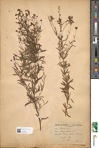 spécimen de Linaria striata