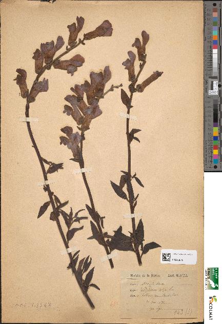 spécimen de Antirrhinum majus