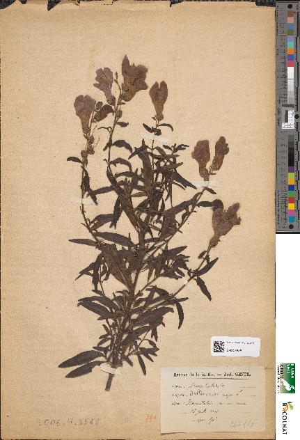 spécimen de Antirrhinum majus