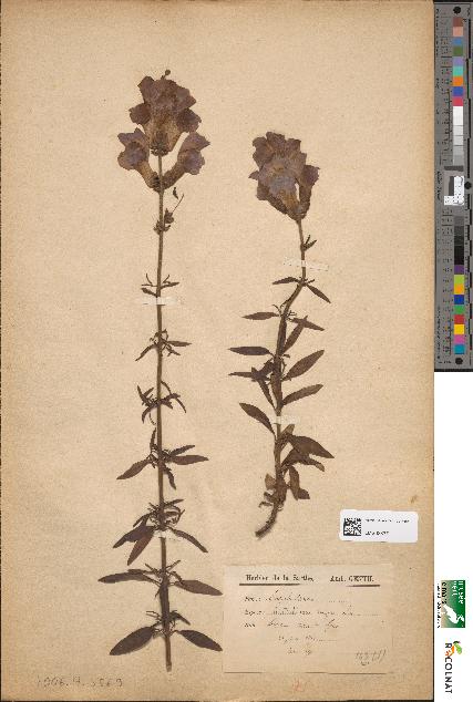 spécimen de Antirrhinum majus