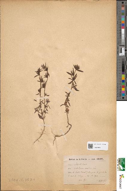 spécimen de Antirrhinum orontium