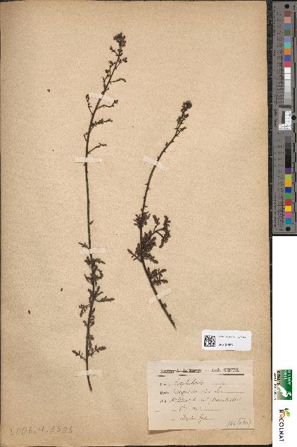 spécimen de Scrophularia vernalis