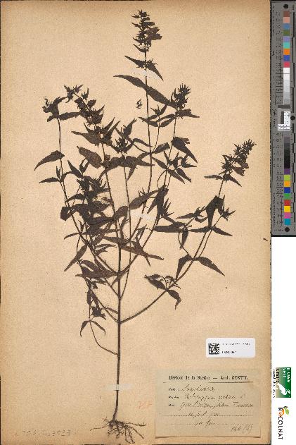 spécimen de Melampyrum pratense