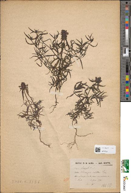 spécimen de Melampyrum aristatum