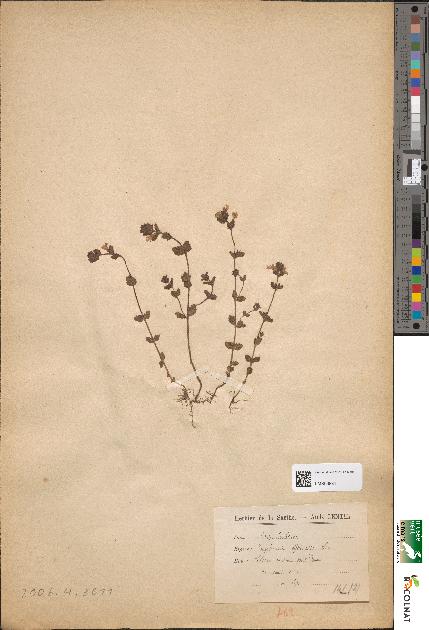 spécimen de Euphrasia officinalis