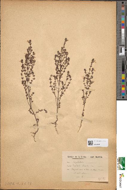 spécimen de Euphrasia officinalis