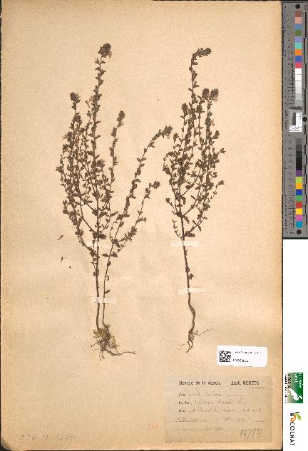 spécimen de Euphrasia officinalis