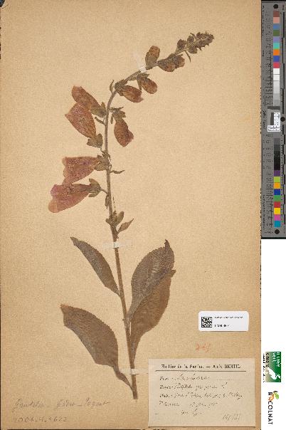 spécimen de Digitalis purpurea