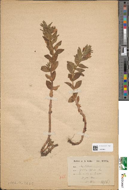 spécimen de Gratiola officinalis