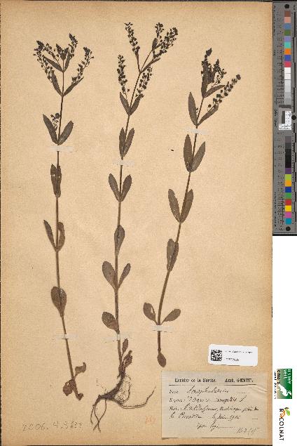 spécimen de Veronica anagallis