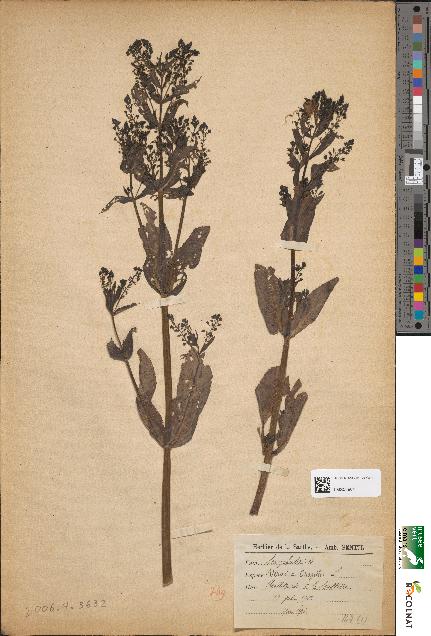 spécimen de Veronica anagallis