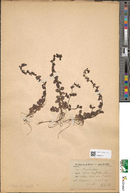 spécimen de Veronica serpyllifolia