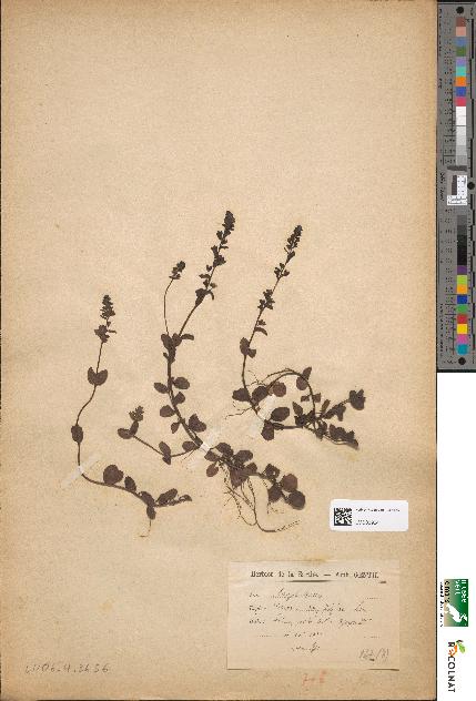 spécimen de Veronica serpyllifolia