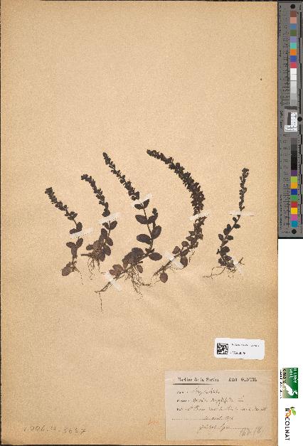 spécimen de Veronica serpyllifolia