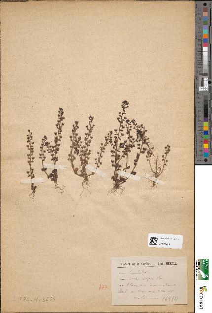 spécimen de Veronica acinifolia