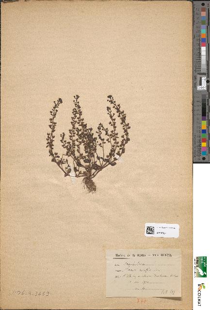 spécimen de Veronica acinifolia