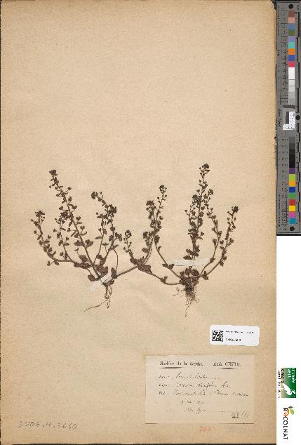 spécimen de Veronica acinifolia