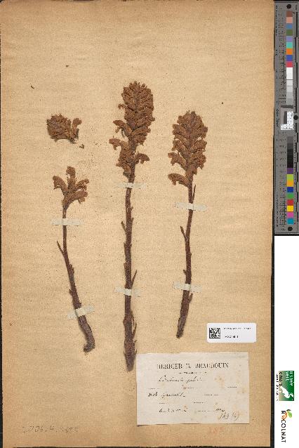 spécimen de Orobanche galii