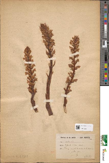 spécimen de Orobanche hederae