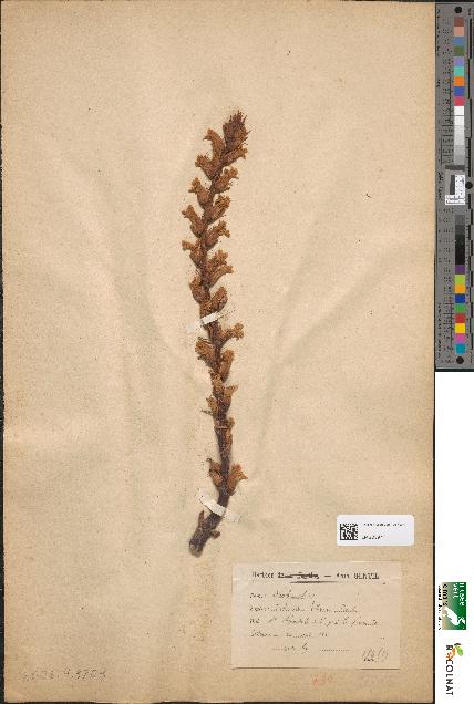 spécimen de Orobanche hederae