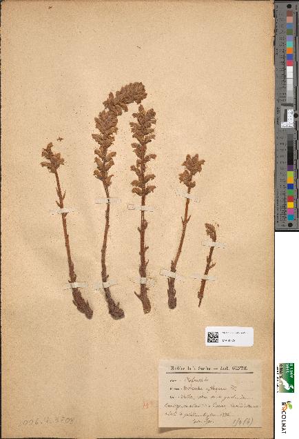 spécimen de Orobanche epithymum