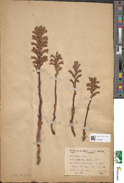 spécimen de Orobanche caerulea