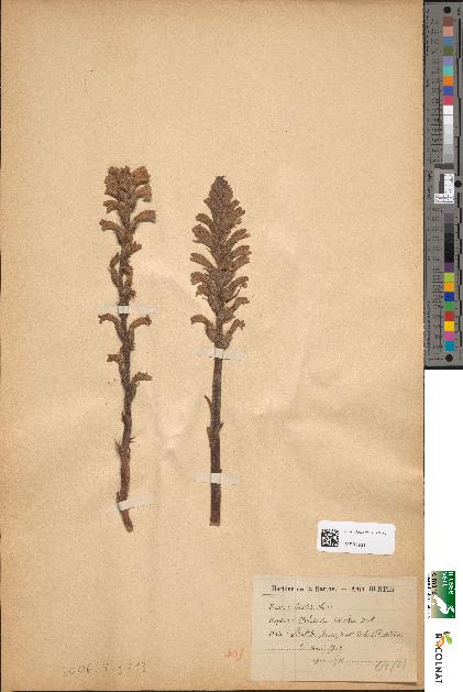 spécimen de Orobanche caerulea