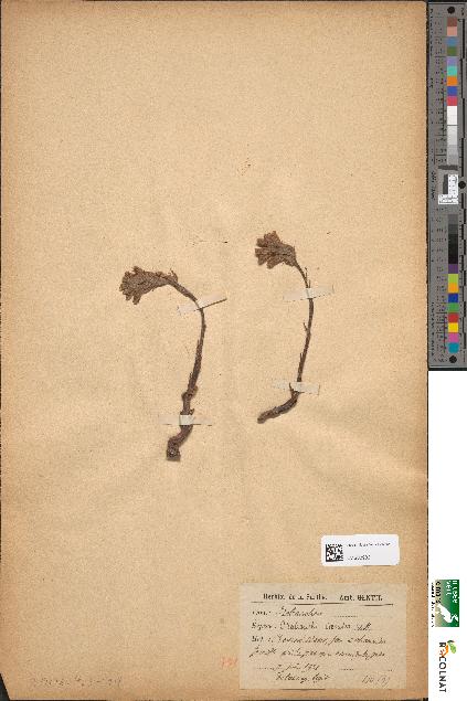 spécimen de Orobanche caerulea