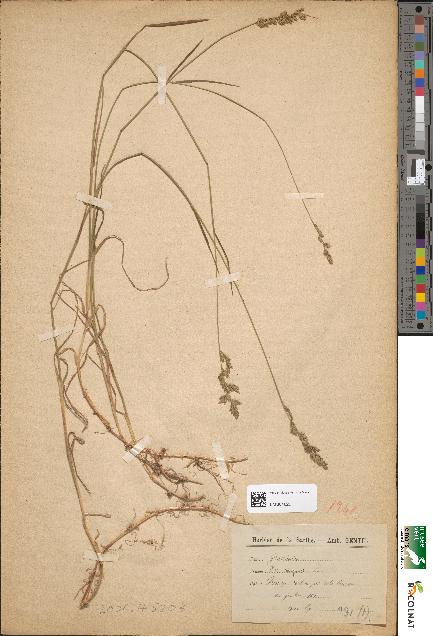 spécimen de Poa compressa