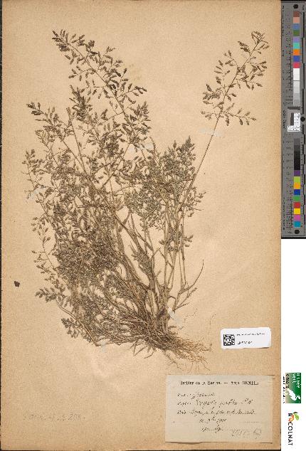 spécimen de Eragrostis poioides