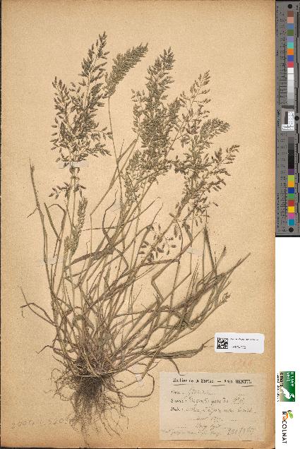 spécimen de Eragrostis poioides