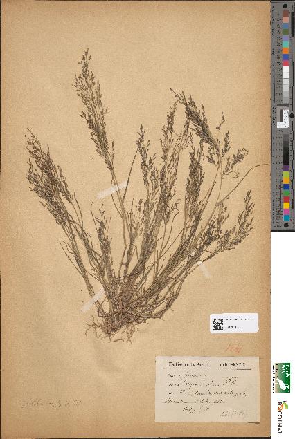 spécimen de Eragrostis pilosa