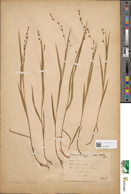 spécimen de Melica uniflora