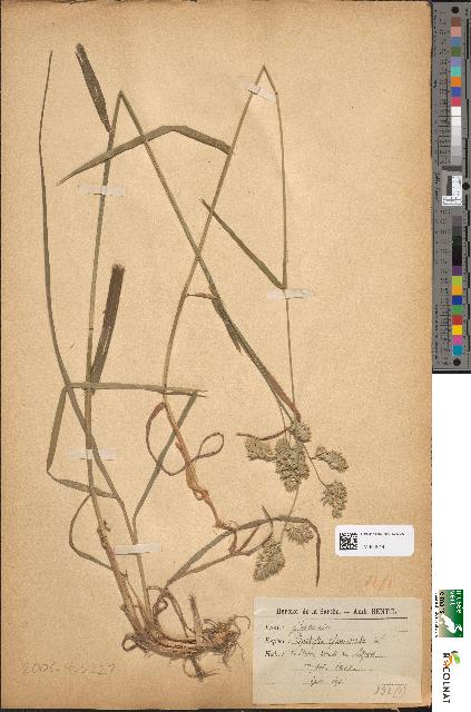 spécimen de Dactylis glomerata