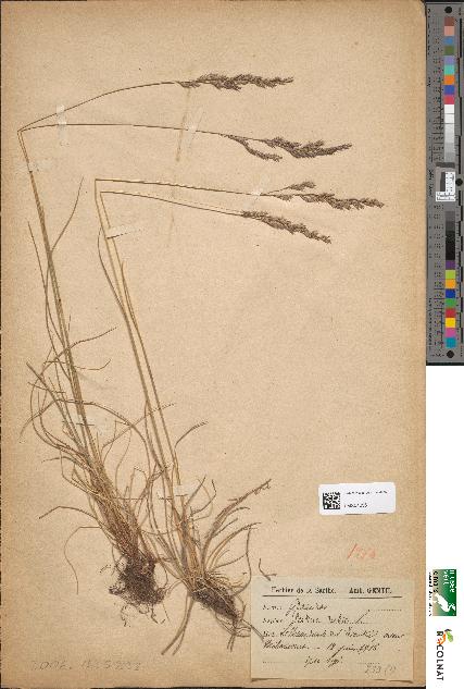 spécimen de Festuca rubra