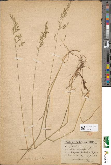 spécimen de Festuca heterophylla