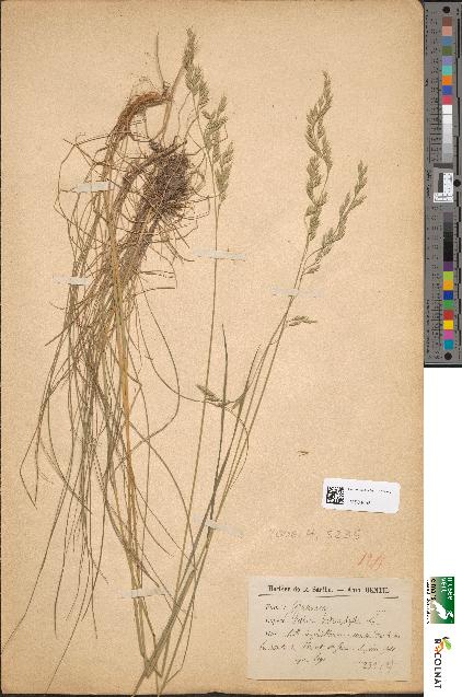 spécimen de Festuca heterophylla