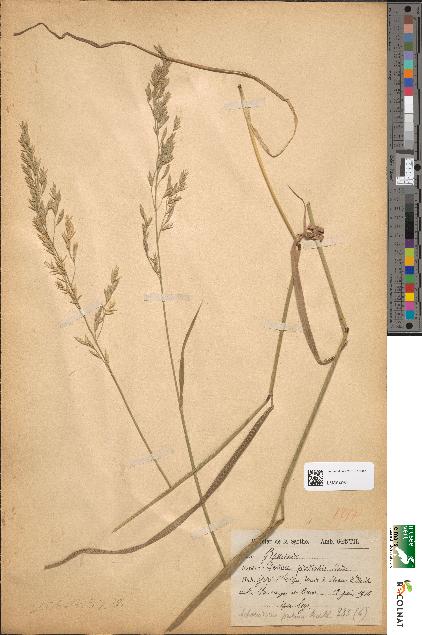 spécimen de Festuca pratensis