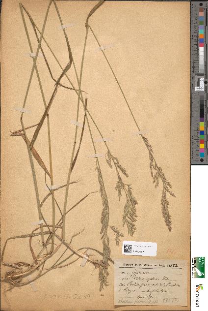 spécimen de Festuca pratensis