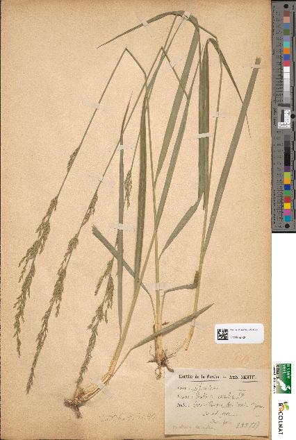 spécimen de Festuca caerulea