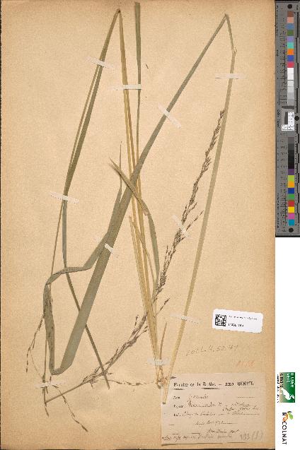 spécimen de Festuca caerulea