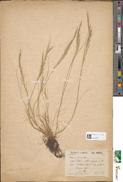 spécimen de Festuca pseudomyuros