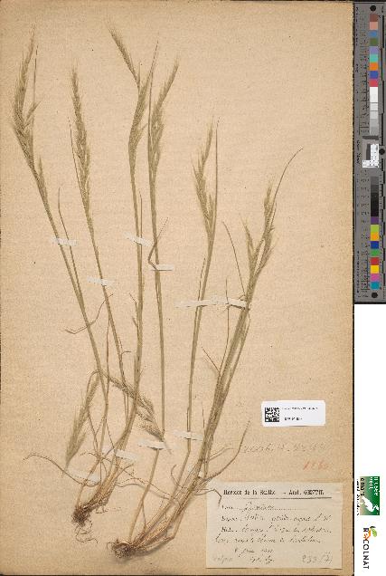 spécimen de Festuca pseudomyuros